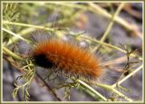 Diacrisie de Virginie / Yellow Woollybear / Spilosoma virginica