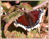 Morio / Mourningcloak Butterfly / Nymphalis antiopa antiopa