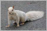 Ecureuil gris leucique / Leucistic Gray Squirrel