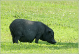 Cochon noir / Black Pig