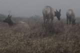 Elk in mist