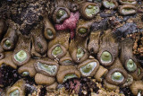 saging sea anemones at low tide