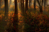 colour on the  forest floor
