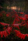 red sumac at dawn