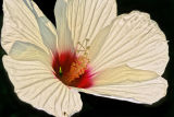 Rose Marrow (Hibiscus)