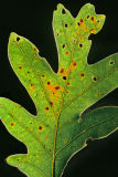 White Oak