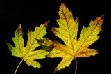 Silver Maple