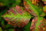 Fragrant Sumac