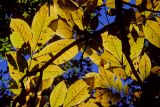 sunlit hickory leaves