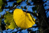 Cottonwood