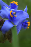 Spiderwort