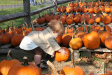 Picking Pumpkins