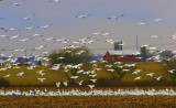 Snow Geese in Woodstown