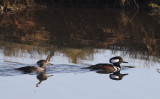 Merganser (Male and Female)