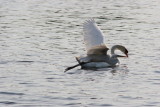 Egret and a Swan