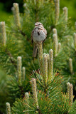 Song Sparrow