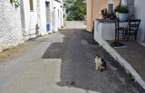 Cat on the road