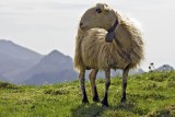 Crossbreeding of the Bluefaced Leicester