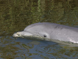 Friendly Dolphin.jpg