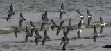 Dunlin Flock.jpg