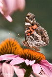 American Lady Butterfly
