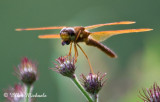 Eastern Amberwing Dragonfly (male)