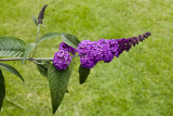 The Butterfly Bush