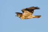 Red-tailed Hawk, juvenile