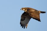 Red-tailed Hawk, juvenile