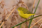 Yellow Warbler