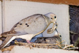 Mourning Doves building nest