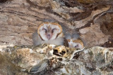 Barn Owl owlets