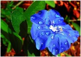 Blue flower_filtered.jpg