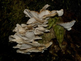 Fungus