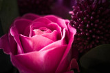 15 July - flowers