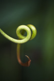 16 July - Curly bits