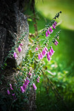 Tuesday 29 July - Foxgloves