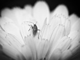 3 August - Greenfly on white flower