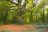 Big tree