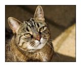 15 Sept - puddy cat
