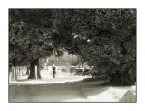 Old timer stroll