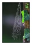 Shining Web