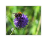Bee & flower