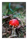 Fly Agaric