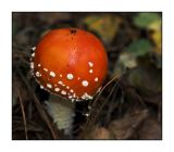 Fly Agaric!