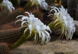 Cacti