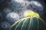 Cacti