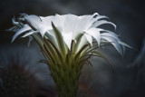 Flowering cacti