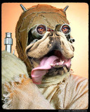 English-Bull-Tasken.jpg