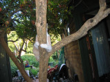 Baby-clinging-to-tree-Oct.jpg